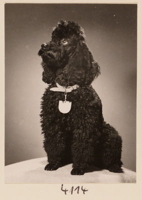 Fotostudio-Klinke-Berlin-1960er-0585